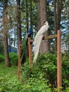 Male albino Peacock