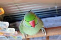 Male Alexandrine parakeet