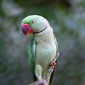 Male Alexandrine Parakeet
