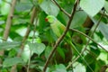 Male Alexandrine Parakeet (Psittacula eupatria)