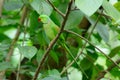 Male Alexandrine Parakeet (Psittacula eupatria)