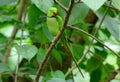 Male Alexandrine Parakeet (Psittacula eupatria)