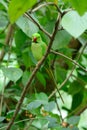 Male Alexandrine Parakeet (Psittacula eupatria)