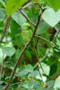 Male Alexandrine Parakeet (Psittacula eupatria)