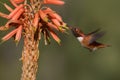 Male Allen`s Hummingbird.