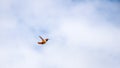 Allen`s Hummingbird Male Hovering Royalty Free Stock Photo