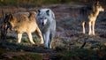 male alpha of a pack of gray wolf hunting in the frost of an autumn morning Royalty Free Stock Photo