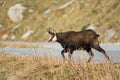 The alpine chamois