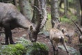 Male alpine ibex eating from a rock Royalty Free Stock Photo