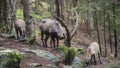 Male alpine ibex grazing Royalty Free Stock Photo