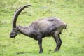 Male alpine ibex grazing Royalty Free Stock Photo