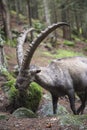 Male alpine ibex with huge horns Royalty Free Stock Photo
