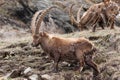 Male Alpine ibex Royalty Free Stock Photo