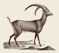 Male Alpine ibex in side view