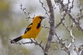 Male Altamira Oriole, Icterus gularis Royalty Free Stock Photo