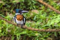Male Amazon kingfisher - Chloroceryle amazona