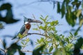 Male Amazon Kingfisher, Chloroceryle Amazona, sits on the branch with a fish in its beak, Porto Jofre, Pantanal, Brazil