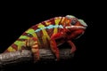 Male Ambilobe panther chameleon on a branch on a black background