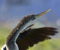 Male American Anhinga