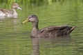 Male American Black Duck, Anas rubripes swimming Royalty Free Stock Photo