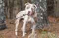 Male American Bulldog and Catahoula mix dog with blue eyes outside on leash