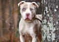 Male American Bulldog and Catahoula mix dog with blue eyes portrait