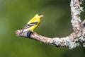 A male American gold finch ` Spinus tristis ` Royalty Free Stock Photo