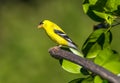 A male American gold finch ` Spinus tristis ` Royalty Free Stock Photo