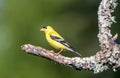 A male American gold finch ` Spinus tristis ` Royalty Free Stock Photo