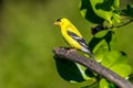 A male American gold finch ` Spinus tristis ` Royalty Free Stock Photo