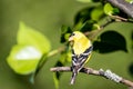 A male American gold finch ` Spinus tristis `