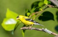 A male American gold finch ` Spinus tristis ` Royalty Free Stock Photo