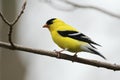 Male American Goldfinch