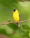 Male American Goldfinch