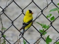 Male American Goldfinch Bird Perched on Chain Link Fence Royalty Free Stock Photo