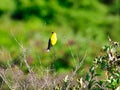 Male American Goldfinch Bird Perched on the Top of a Bush Stem Royalty Free Stock Photo