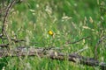 Male American Goldfinch Bird Sits on Prairie Plant Branch Eating Flowers Royalty Free Stock Photo