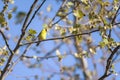 Male american goldfinch in a breeding plumage.Chesapeake and Ohio Canal National Historical Park.Maryland.USA