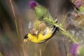 Male American goldfinch eating thistle seeds Royalty Free Stock Photo