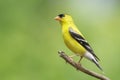 Male american goldfinch perched on tree branch Royalty Free Stock Photo