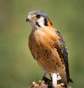 Male American Kestrel Royalty Free Stock Photo