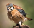 Male American Kestrel Royalty Free Stock Photo