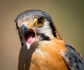 Male American Kestrel Royalty Free Stock Photo