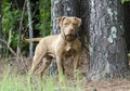 Male American Pitbull Terrier dog, pet adoption photography