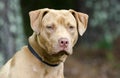 Male American Pitbull Terrier dog, pet adoption photography