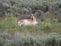 Male American Pronghorn Antelope in Field with Wildflowers and Sagebrush in Grand Teton National Park Royalty Free Stock Photo