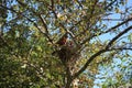 A male American Robin in his nest watching over his babies waiting to be fed Royalty Free Stock Photo