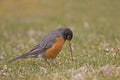 Male American Robin, Turdus migratorius, pulling up a worm Royalty Free Stock Photo