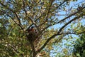 A male Robin protecting his nest with two baby Robins in it in Wisconsin Royalty Free Stock Photo