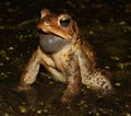 Male American Toad (Anaxyrus americanus) in wetland Royalty Free Stock Photo